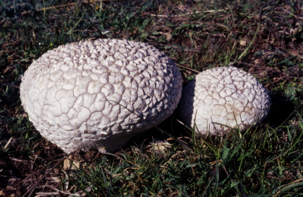 Calvatia utriformis?